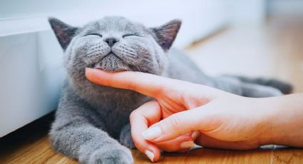 5 cosas que hacen felices a los gatos y pocos conocen