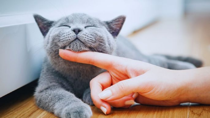 5 cosas que hacen felices a los gatos y pocos conocen