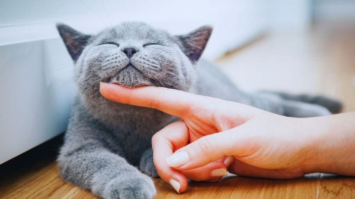 5 cosas que hacen felices a los gatos y pocos conocen