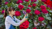 Foto ilustrativa de la nota titulada Cómo podar un rosal en febrero para que estalle de flores el resto del año