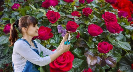 Cómo podar un rosal en febrero para que estalle de flores el resto del año