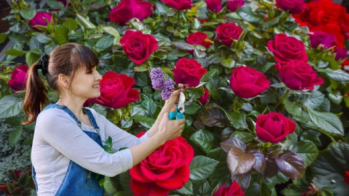 Cómo podar un rosal en febrero para que estalle de flores el resto del año