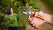 Foto ilustrativa de la nota titulada Estos son los 3 árboles frutales que debes podar en febrero para que estallen de frutos el resto del año