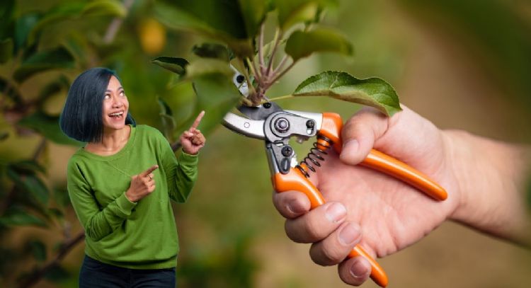 Estos son los 3 árboles frutales que debes podar en febrero para que estallen de frutos el resto del año