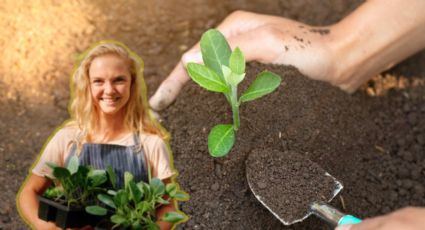 Estas son las 3 plantas que debes sembrar en enero para llenarte de frutos el resto del año