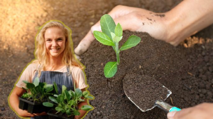 Estas son las 3 plantas que debes sembrar en enero para llenarte de frutos el resto del año