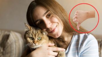 Qué 3 cosas no debes hacer nunca si tienes un gato en casa