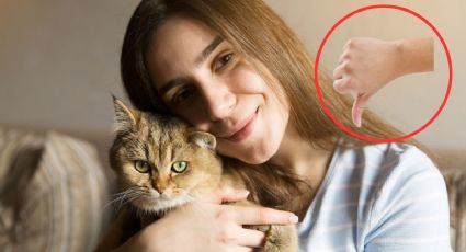 Qué 3 cosas no debes hacer nunca si tienes un gato en casa