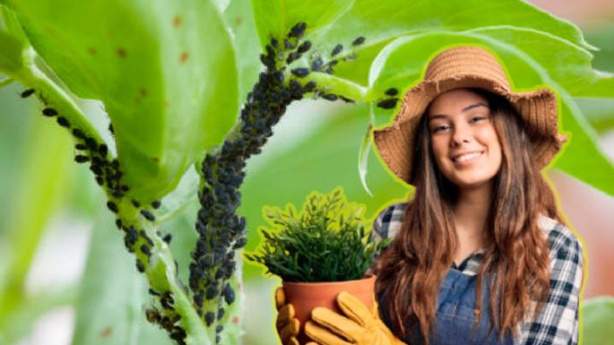 Dile adiós a las plagas de tu jardín: este es el truco utilizado por viveros y paisajistas que es tendencia