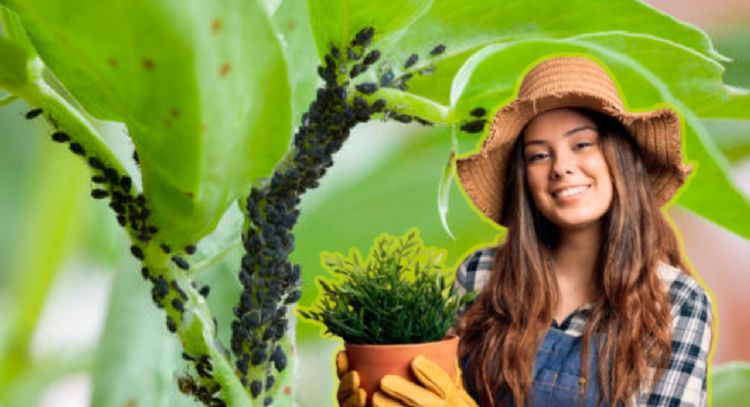 Dile adiós a las plagas de tu jardín: este es el truco utilizado por viveros y paisajistas que es tendencia