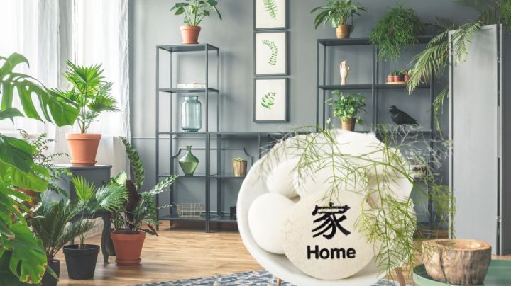 Feng Shui: estos son los 5 lugares donde no debes colocar las plantas de la casa