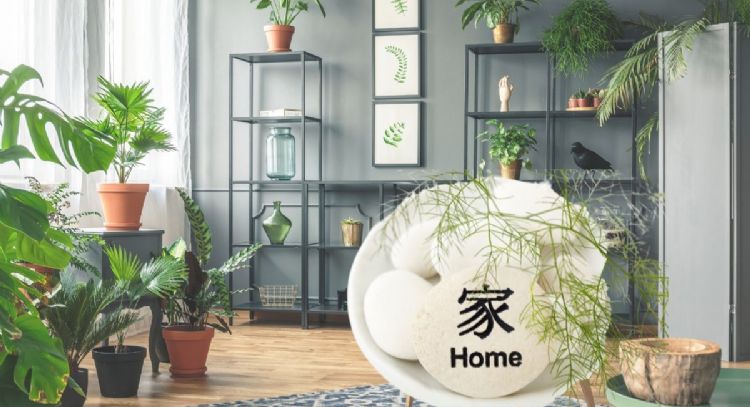 Feng Shui: estos son los 5 lugares donde no debes colocar las plantas de la casa