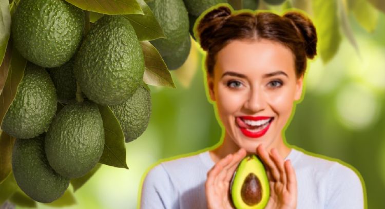 Este es el truco de cultivadores para plantar un árbol de aguacate que de frutos todo el año
