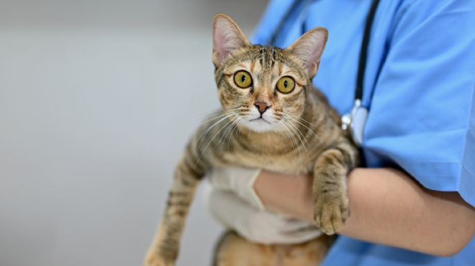 Veterinarios lanzan aviso de las 3 razas de gatos más difíciles de adoptar