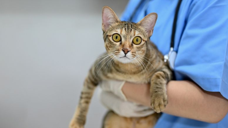 Veterinarios lanzan aviso de las 3 razas de gatos más difíciles de adoptar