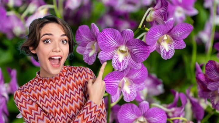 Haz que tus orquídeas estallen de flores con este abono casero a base de 1 ingrediente de cocina