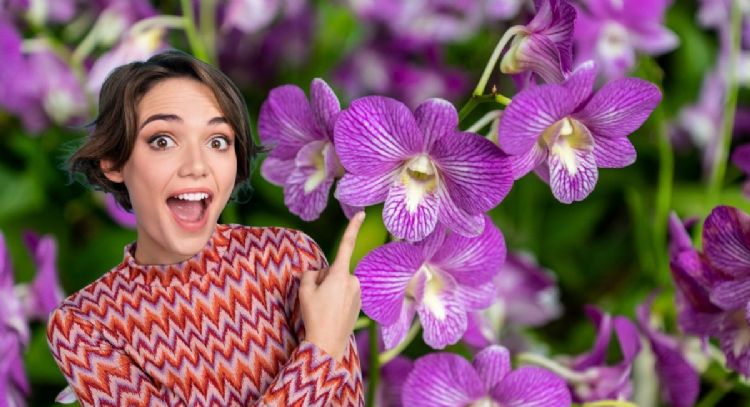 Haz que tus orquídeas estallen de flores con este abono casero a base de 1 ingrediente de cocina