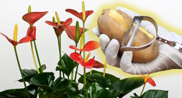 Cómo reutilizar las cáscaras de la verdura para que tus Anturios estallen de flores en febrero