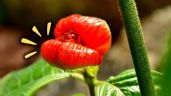 Foto ilustrativa de la nota titulada Ni rosas ni crisantemos, esta es la flor colombiana más codiciada en el mundo