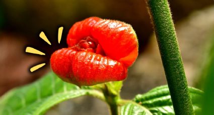 Ni rosas ni crisantemos, esta es la flor colombiana más codiciada en el mundo