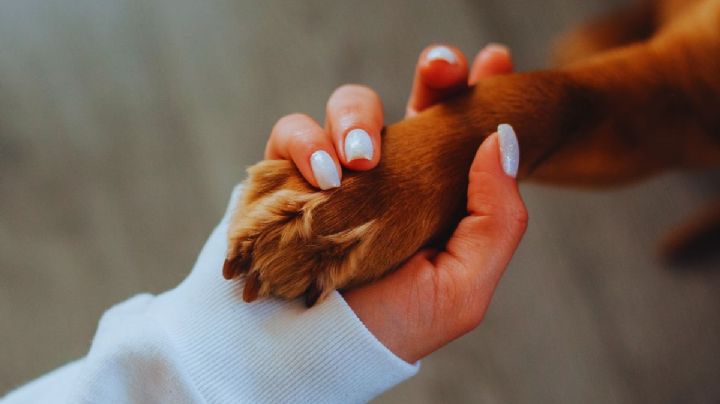 No solo hambre: estas son las 5 razones por las que tu perro te apoya la pata encima