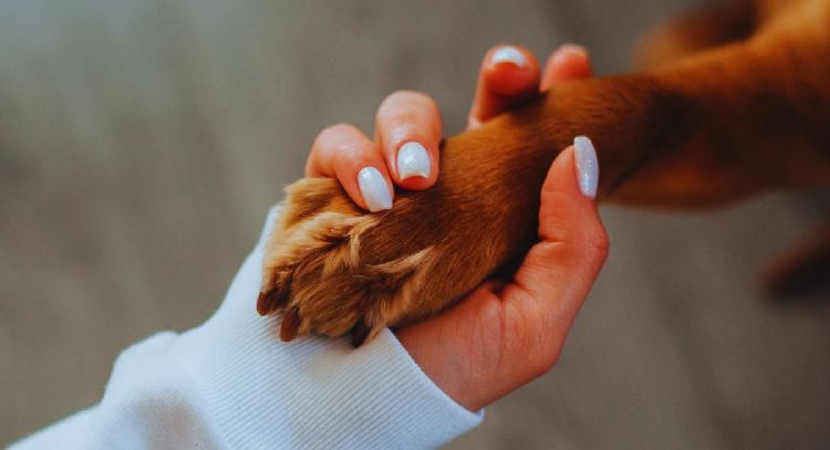 No solo hambre: estas son las 5 razones por las que tu perro te apoya la pata encima