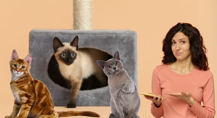 Dime la fecha en la que naciste y te diré que raza de gato eres