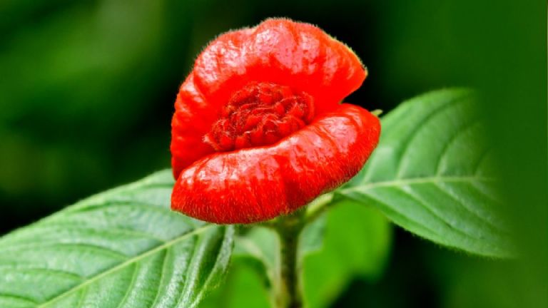 foto de flor del beso Psychotria poeppigiana