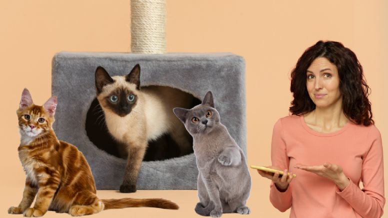 Dime la fecha en la que naciste y te diré que raza de gato eres