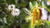 Foto ilustrativa de la nota titulada Cómo utilizar la cáscara del banano para que tu Árbol de Jade estalle de flores a fines de febrero