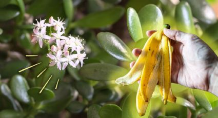 Cómo utilizar la cáscara del banano para que tu Árbol de Jade estalle de flores a fines de febrero