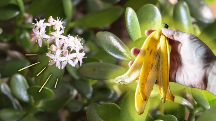 Cómo utilizar la cáscara del banano para que tu Árbol de Jade estalle de flores a fines de febrero