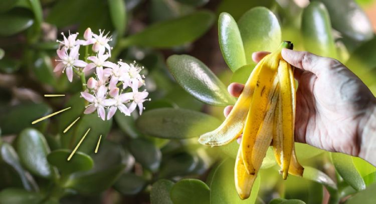 Cómo utilizar la cáscara del banano para que tu Árbol de Jade estalle de flores a fines de febrero
