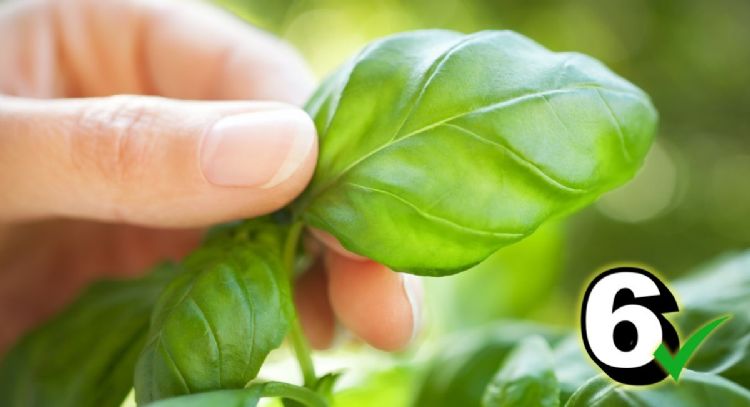 Sin congelarla, cómo conservar la albahaca durante 6 meses