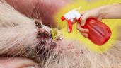 Foto ilustrativa de la nota titulada: Las garrapatas en tu perro dejan de ser un problema con este remedio casero a base de 2 ingredientes de cocina