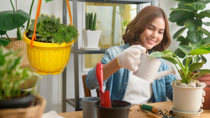 Adiós falta de oxígeno: estos son los 5 consejos esenciales para tener unas plantas saludables en casa