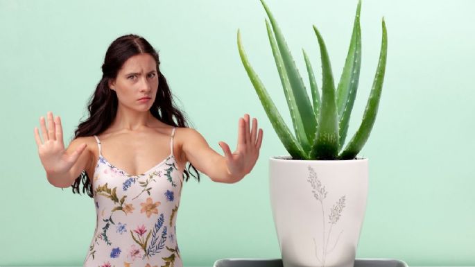 Toma asiento antes de conocer por qué no deberías tener una planta de aloe vera en la habitación