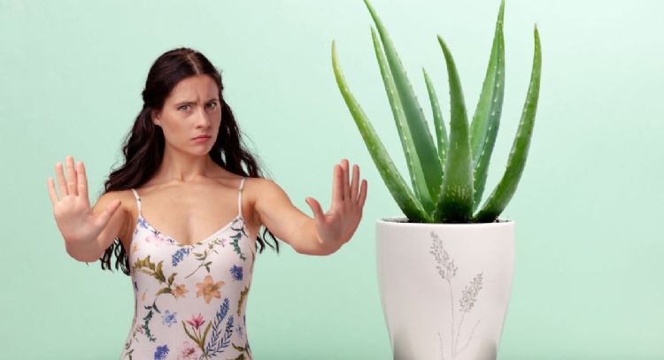 Toma asiento antes de conocer por qué no deberías tener una planta de aloe vera en la habitación
