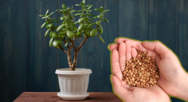Dile adiós al fertilizante: este es el ingrediente que debes utilizar para que tu Árbol de Jade esta
