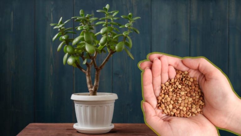 abono casero con lentejas para el arbol de jade
