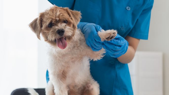 Toma asiento antes de conocer cuánto cuesta la ‘EPS’ para mascotas en Colombia