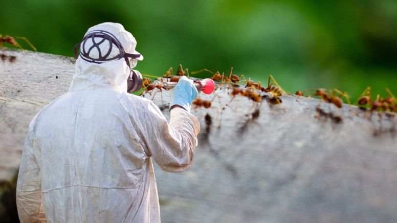 Dile adiós a las hormigas de tu jardín con solo 1 ingrediente de cocina