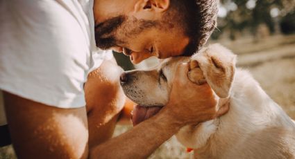 La ciencia responde: estas son las razas de perros más inteligentes de todas