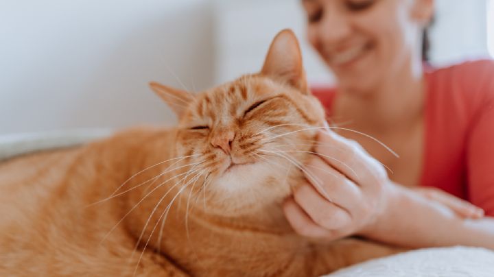 Di adiós a los adiestradores: esta es la técnica ideal para comunicarte con tu gato, según la ciencia