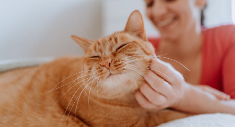 Di adiós a los adiestradores: esta es la técnica ideal para comunicarte con tu gato, según la ciencia