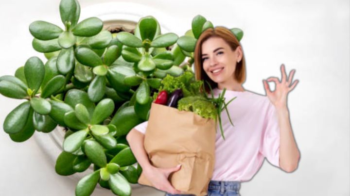 Descubre cuál es el vegetal que puede hacer crecer tu árbol de jade en tiempo récord