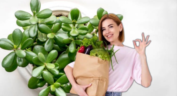 Descubre cuál es el vegetal que puede hacer crecer tu árbol de jade en tiempo récord