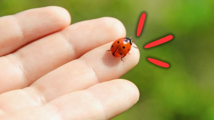 Qué quiere decir que aparezca una mariquita en tu casa, según expertos