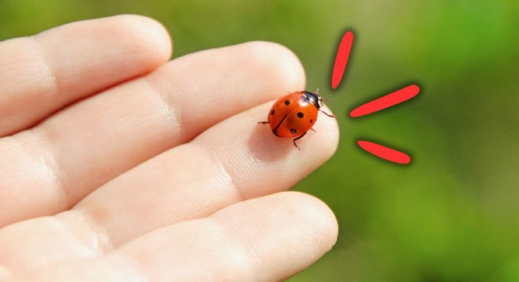 Qué quiere decir que aparezca una mariquita en tu casa, según expertos