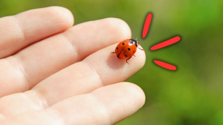 Qué quiere decir que aparezca una mariquita en tu casa, según expertos